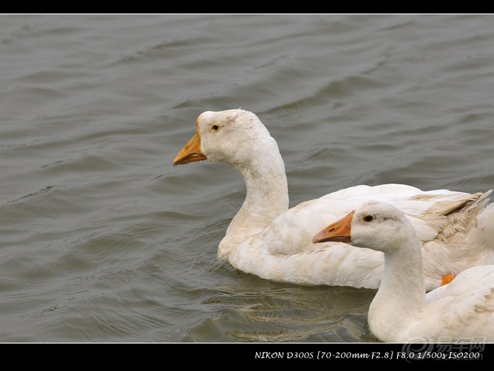 20120604_611f3d11-b270-49f4-87f8-36c0626cd342_990_0_max_jpg.jpg