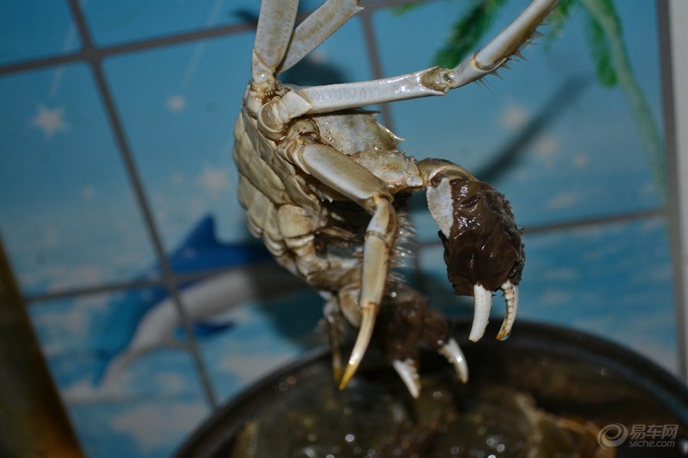 七里海河蟹的做法(七里海河蟹多少钱一斤)