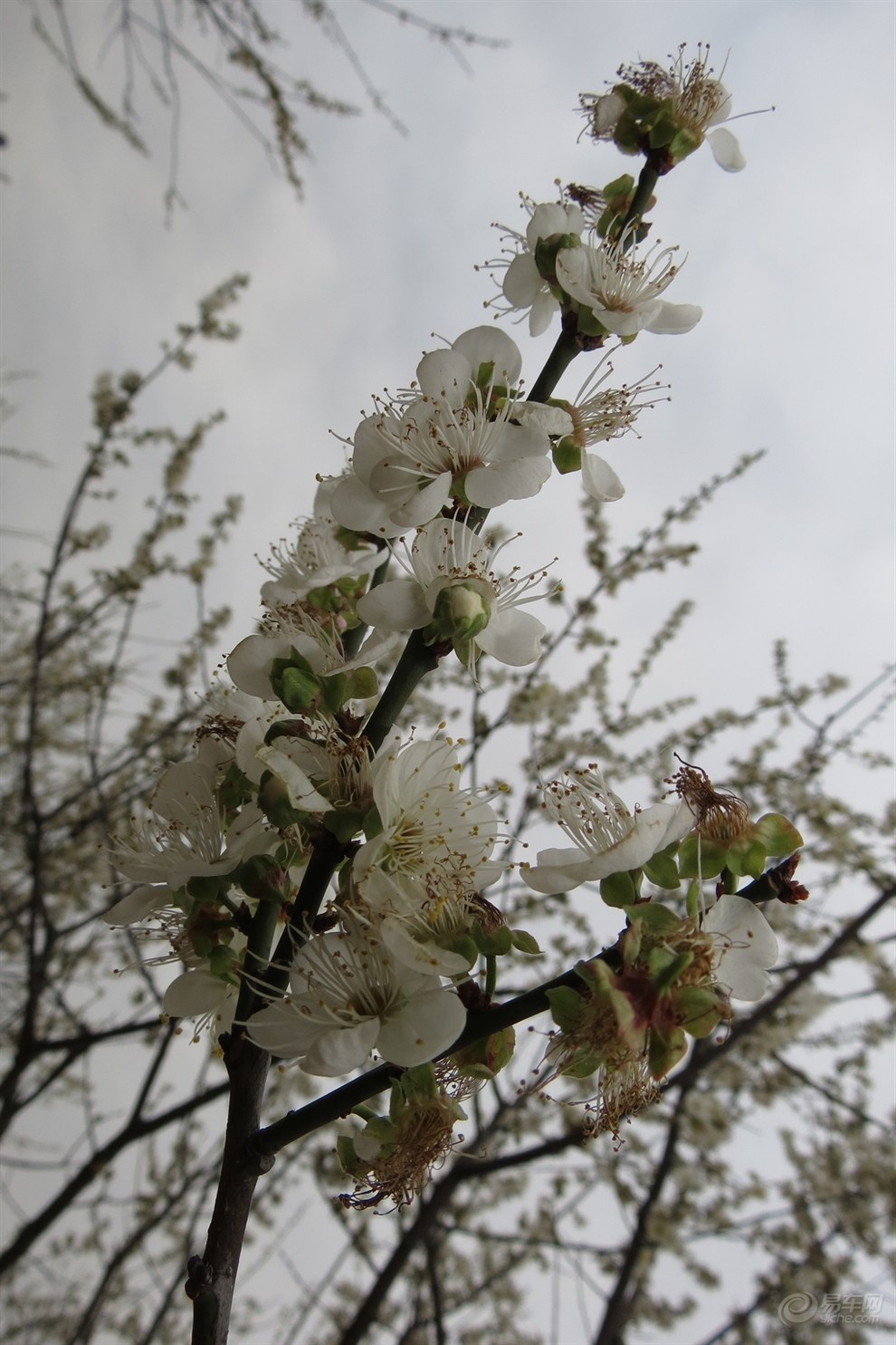 嶺南梅花渾似雪,蘿崗香雪映朝陽【之元旦漫遊香雪公園賞梅記】