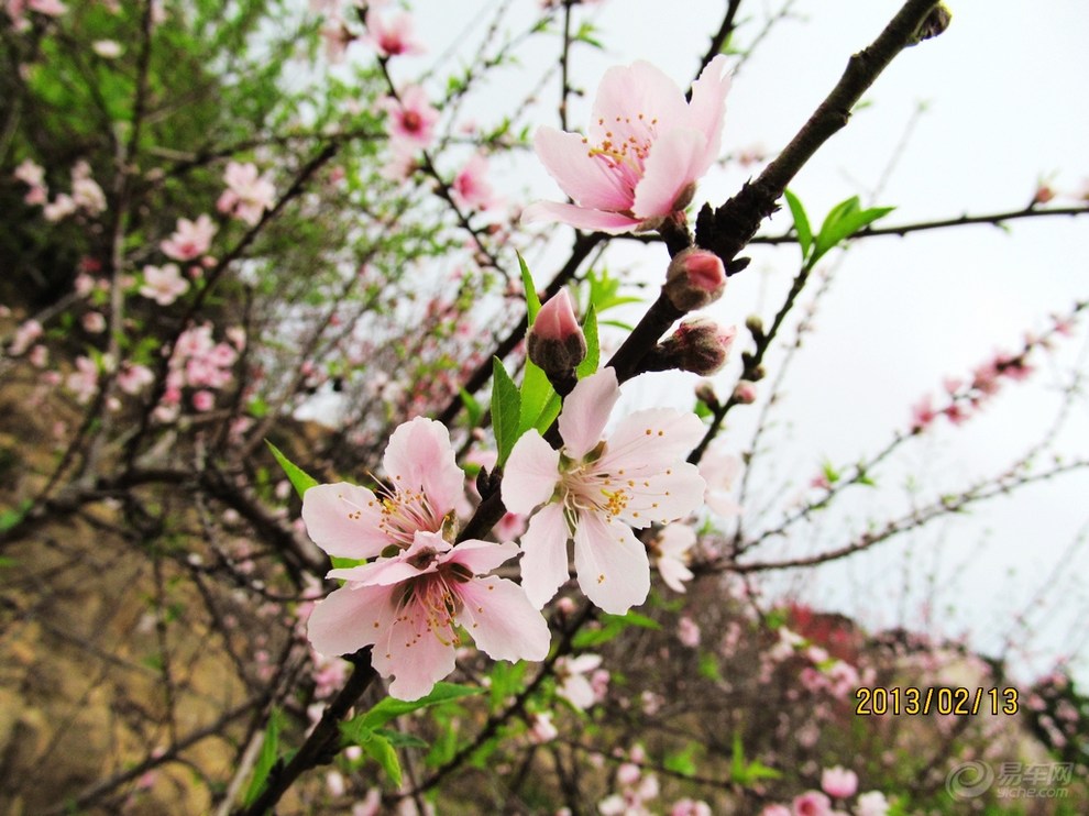 达濠巨峰寺桃花图片