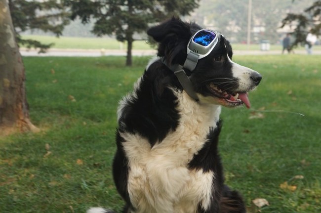 【【萌宠进行时】皮团之飞行员】_宠物当家论坛_汽车论坛-易车网