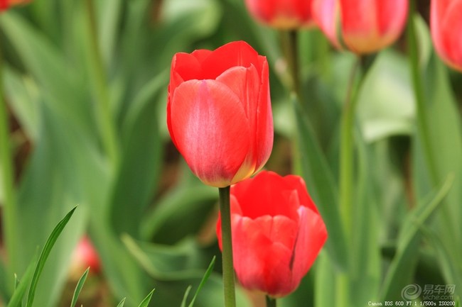 兰陵美酒郁金香 dcf7d1f5-a3b0-4469-b113-b97b201473e7_650_0_max_jpg.jpg